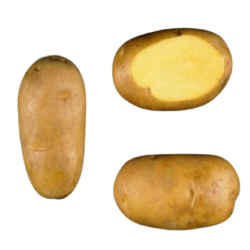 Pommes de terre jaunes mona...