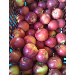 Pommes Pixie 12kg